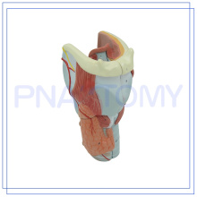 PNT-0440 Human Anatomy Throat Model Larynx Model